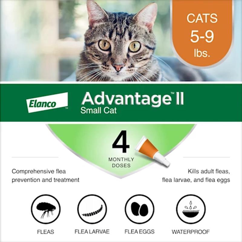 ADVANTAGE II SML CAT Fashion
